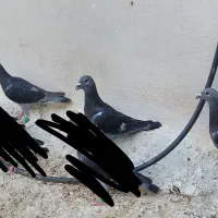 پرنده.کبوتر