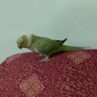 طوطی