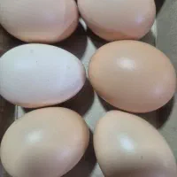 تخم مرغ محلی (زیباشهر)