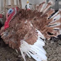 بوقلمون برنز نر جوان