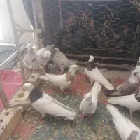 کبوتر10 تا اصلی خوشگل مفت سرونج طوقی کلاغ کفتر