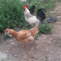 جوجه و تخم گلین