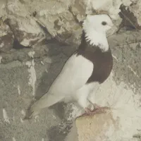 کبوتر|پرنده|ایوان, |دیوار
