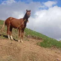 کره نریان ۲ساله