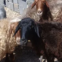 میش