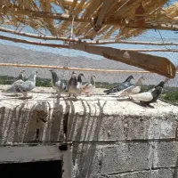 کبوتر|پرنده|گلباف, |دیوار