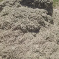 چهارتن یونجه