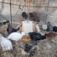 جوجه ۲ماه ونیم  رسمی سالم وخروس ۴ماهه