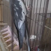 عروس وایت فیس 3ساله مست مست