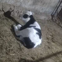 کوسالع سیمنتال 80رور ه