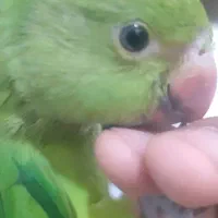 گمشده در محدوده پیامبراعظم