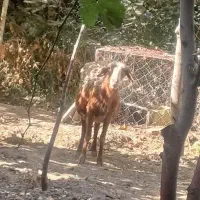 قصاب سیار