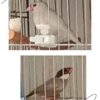 فنچ جاوا