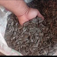 پخش تخمه آفتابگردان کانادایی و لواشک حامی