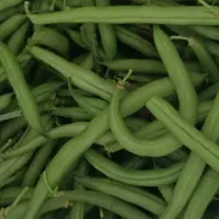 لوبیا سبز