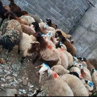 عرضه بره افشارومغان