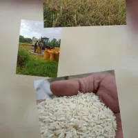 فروش برنج طارم هاشمی پرمحصول ۱۴۰۵