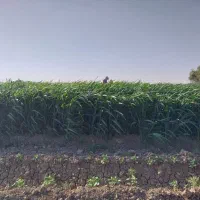 علوفه