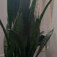 گل باگلدون