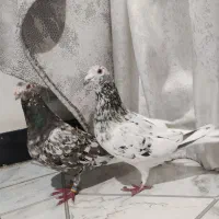 دوتا کبوتر قوش باقلی و کرز