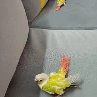 گیرینچیک امریکن دایلوت رنگ زیبا تازه دونخور