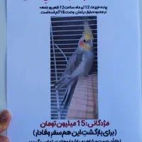 گم شده عروس هلندی در محدوده وحدت ۱۸