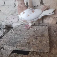شتری زرد ماده