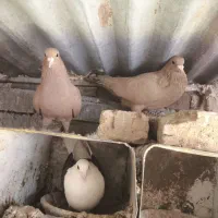 جفت کفتر زرد کرمونی