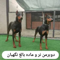 سگ دوبرمن نگهبان دو ساله (جفت)