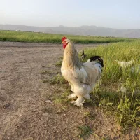 خروس برهما