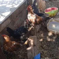 یک خروس و ۶ جوجه خروس نژاد گلپایگانی