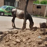 فروش اسب نریان