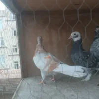 غریب گیری به شرط دونه ایی 300