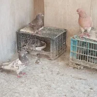 بوم کبوتر پرشی و بازی کن