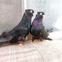 کفتر،کبوتر صرب