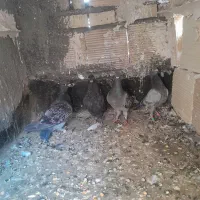 کبوتر صید پرشی