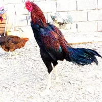 خروس|حیوانات مزرعه|سراوان, |دیوار