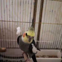 عروس هلندی فوق مولد با جوجه