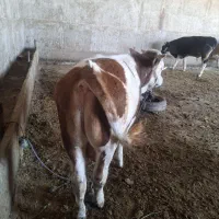 سمینتال اصیل6راس