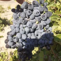 انگور سیاه بی دانه رقم رعشه