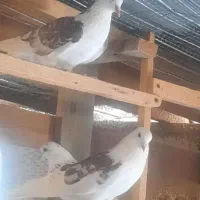 کفتر|پرنده|رشت, ولکس|دیوار
