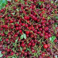 آلبالو قرمز و شیرین