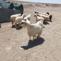 بز محلی دوقلو زا