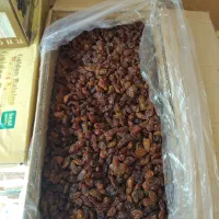 کشمش افتابی