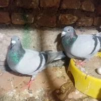 نرو ماده سبز پلاکی