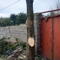 خرید وقطع چوب باغی