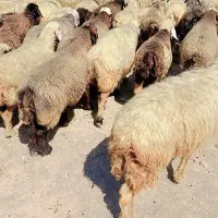 ۶۰ راس میش ترکی