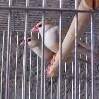 فنچ کمیاب نرگسی پاستیل فان