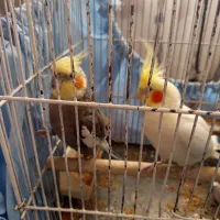 4عدد عروس هلندی سخنگو