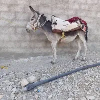 فروش یک الاغ اخته گله ای